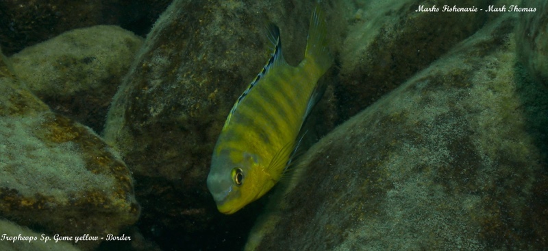 Tropheops sp. 'gome yellow' Border
